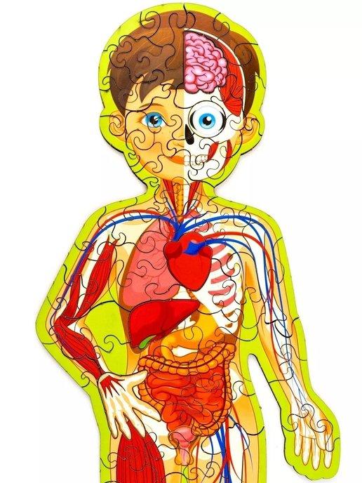 Фигурный пазл-головоломка "Строение тела человека", анатомия