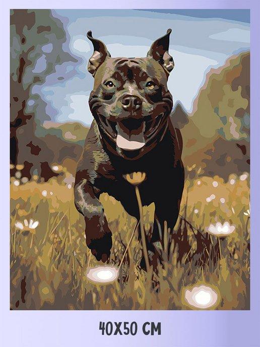 Картина по номерам Собака Стаффорд 2 40x50