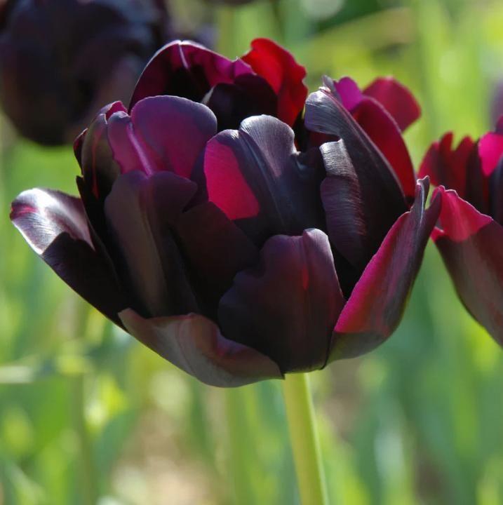Цветояр | Тюльпан махровый Блэк Хиро 5 шт.