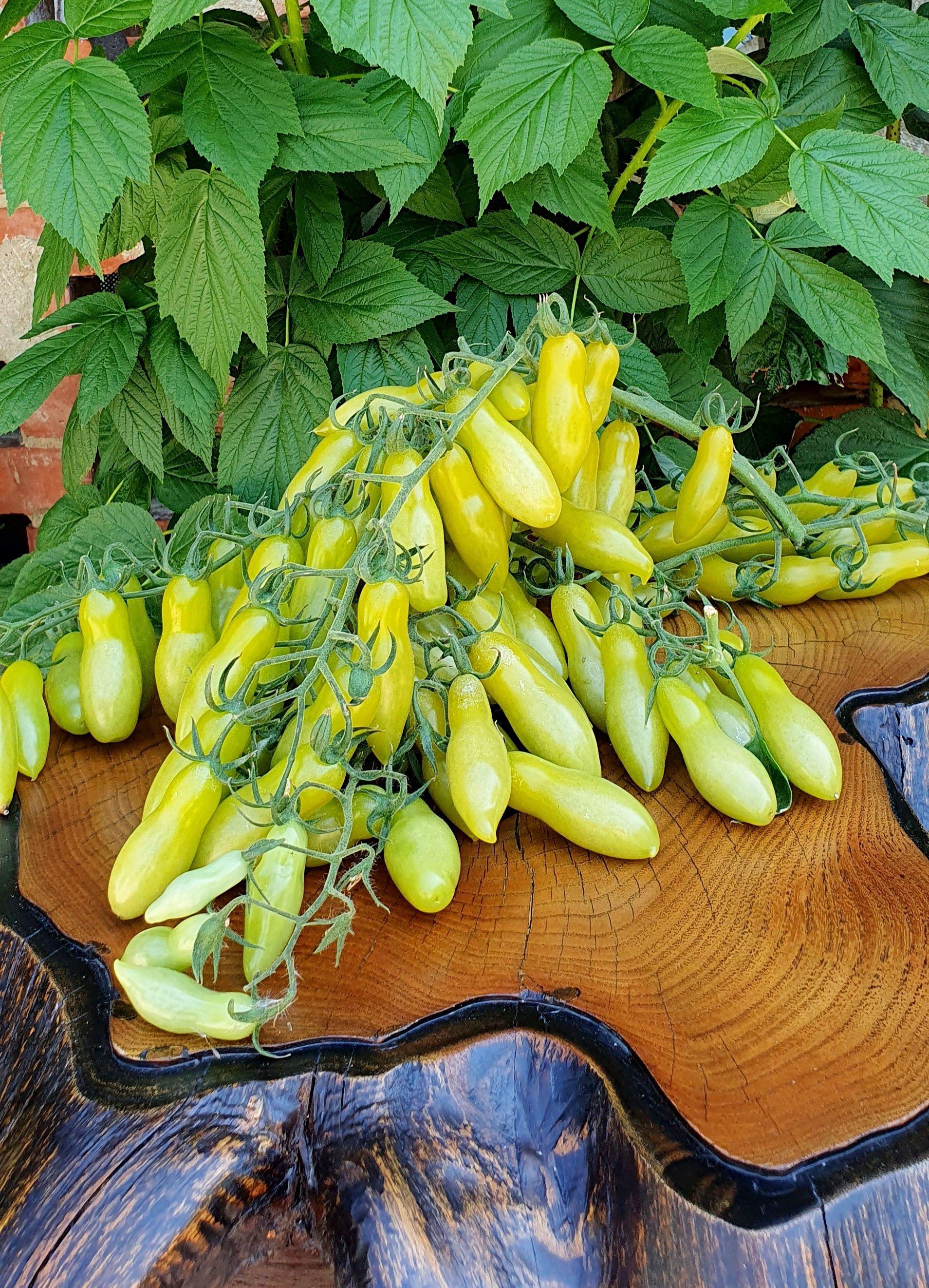 Семена Томат ТАНЦУЮЩИЕ ЗЕЛЁНЫЕ ПАЛЬЧИКИ (Dancing Green Fingers) / Seeds And Goods / в пакетике zip-lock без полиграфии 10 семян