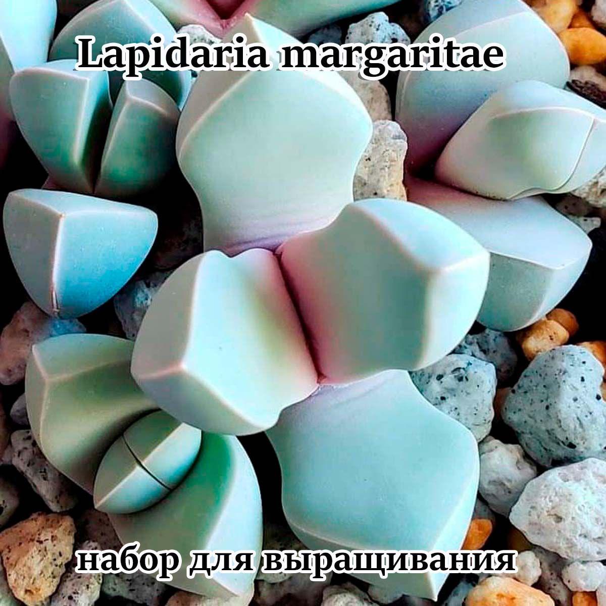 Суккулент Lapidaria margaritae - набор для выращивания (семена, грунт, горшочек, инструкция по посеву)