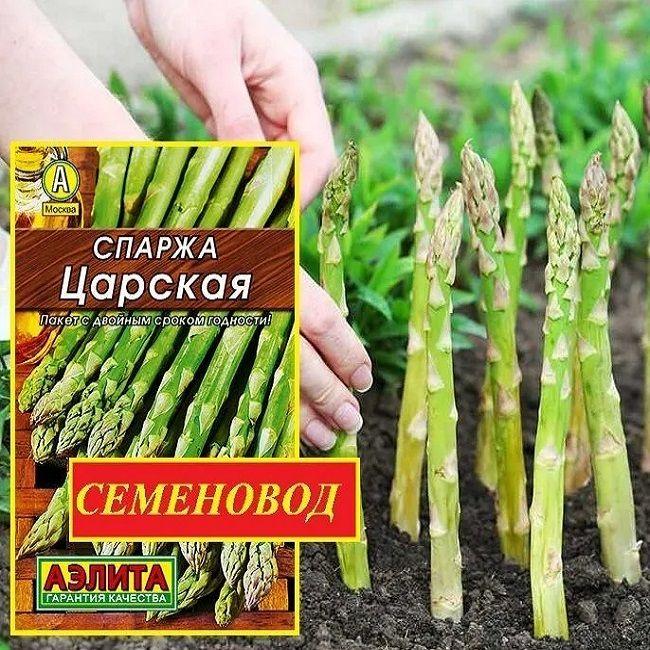 СПАРЖА ЦАРСКАЯ - Многолетняя деликатесная культура! / Семена 0,5 гр. - Агрофирма АЭЛИТА