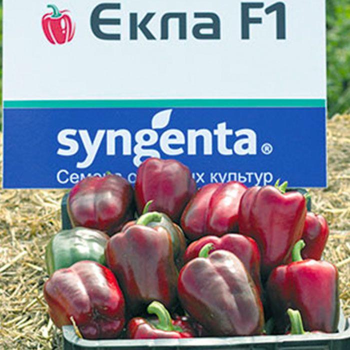 ЕКЛА F1 семена перца сладкого (Syngenta / ALEXAGRO)5 шт.