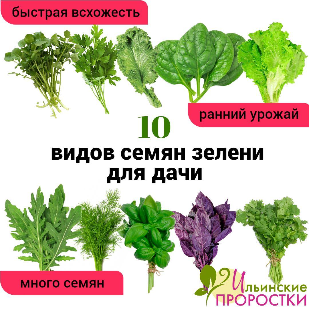 Набор семян "10 видов зелени для вашей дачи" Ильинские проростки