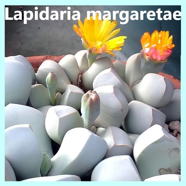 Семена Лапидария Маргарет - Lapidaria margaretae (10 шт.)