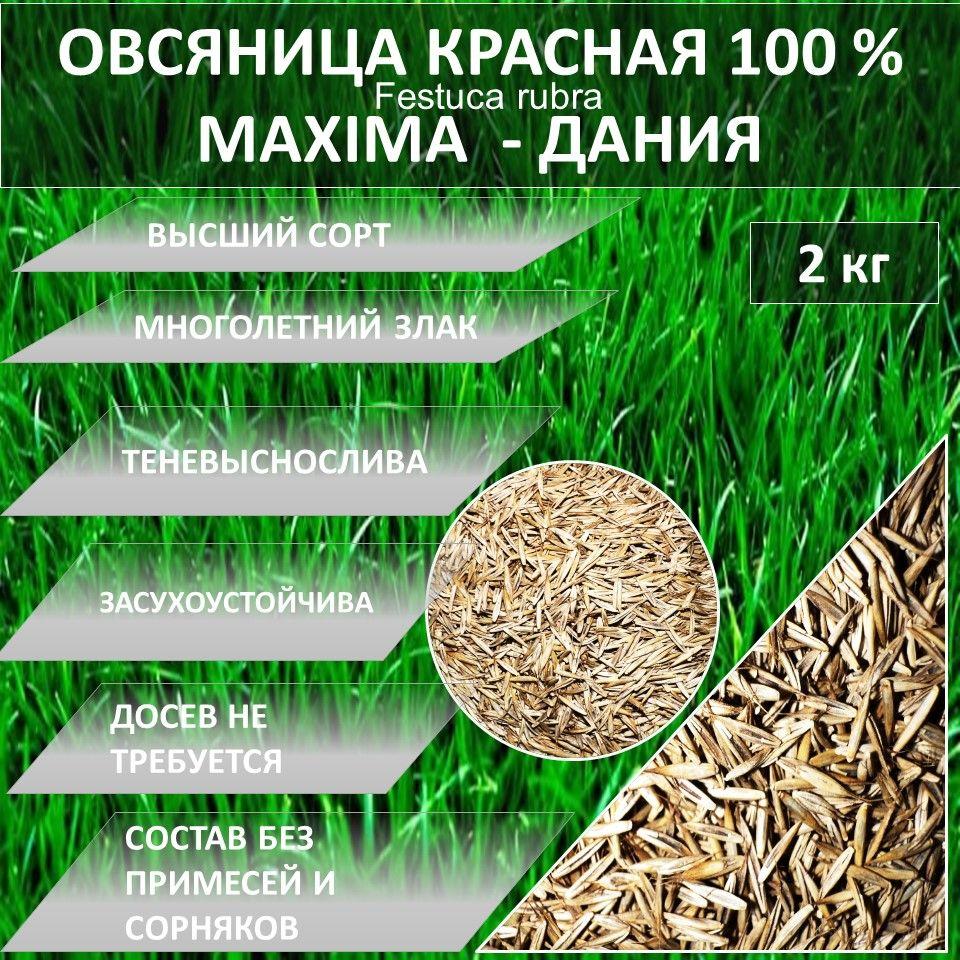 Газон 100 % Овсяница красная MAXIMA Максима. 2кг газонная трава семена