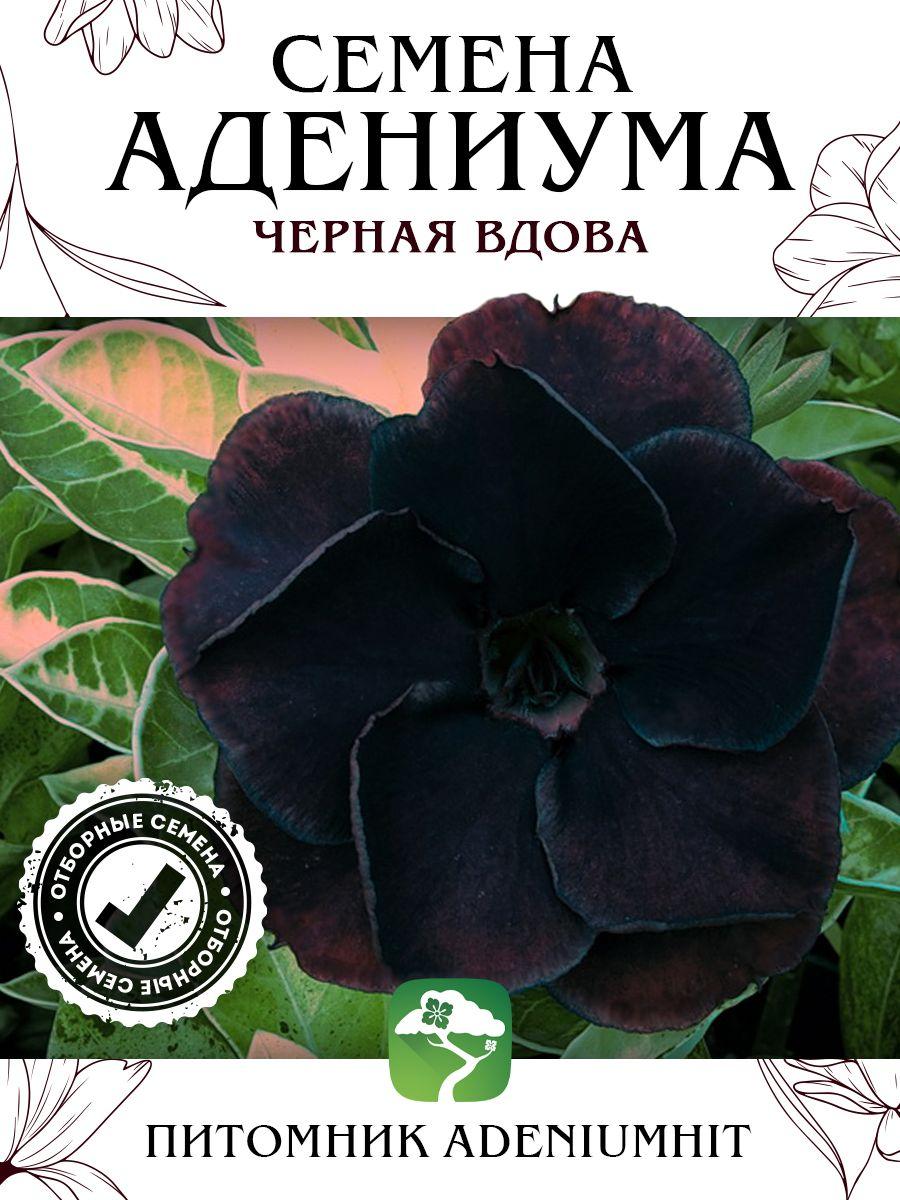 Семена Адениума Черная Вдова (4 шт) / набор семян цветущих комнатных суккулентов, семена цветов домашних растений для выращивания пустынных роз