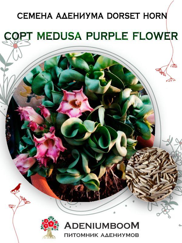 Семена адениума Dorset Horn, сорт Medusa Purple Flower 10-20% (2шт.) / Редкие семена цветов комнатных суккулентов / Адениум барашек медуза