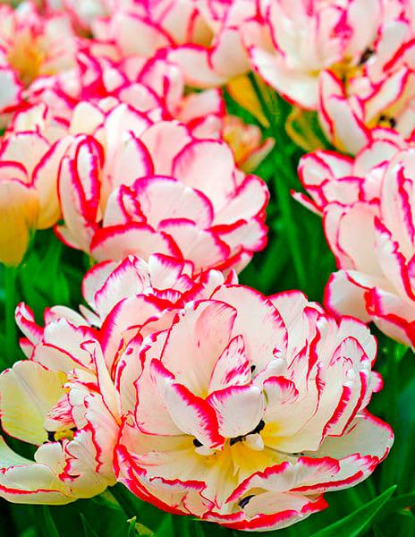 Фруктория | Тюльпан многоцветковый Белиция 5 шт.