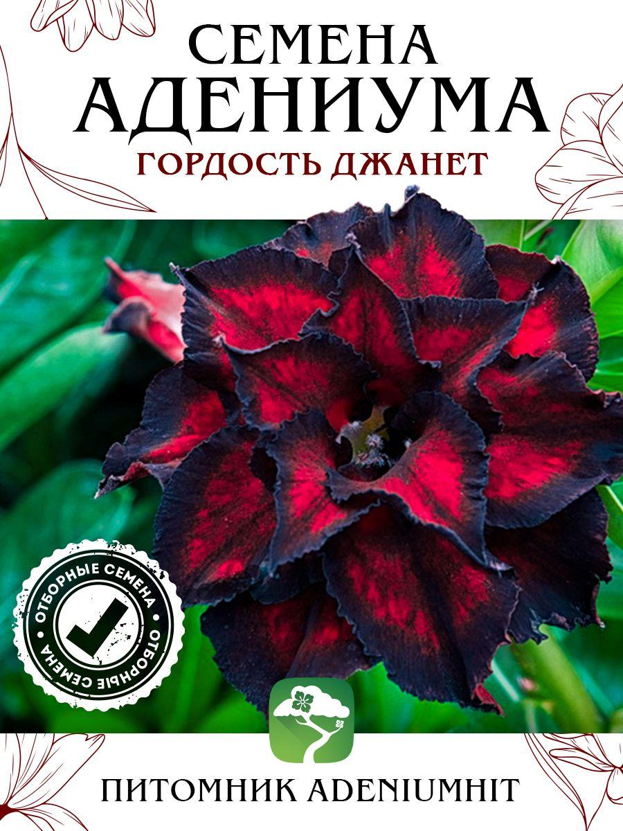 Семена Адениума Гордость Джанет (4 шт) / набор семян цветущих комнатных суккулентов, семена цветов домашних растений для выращивания пустынных роз