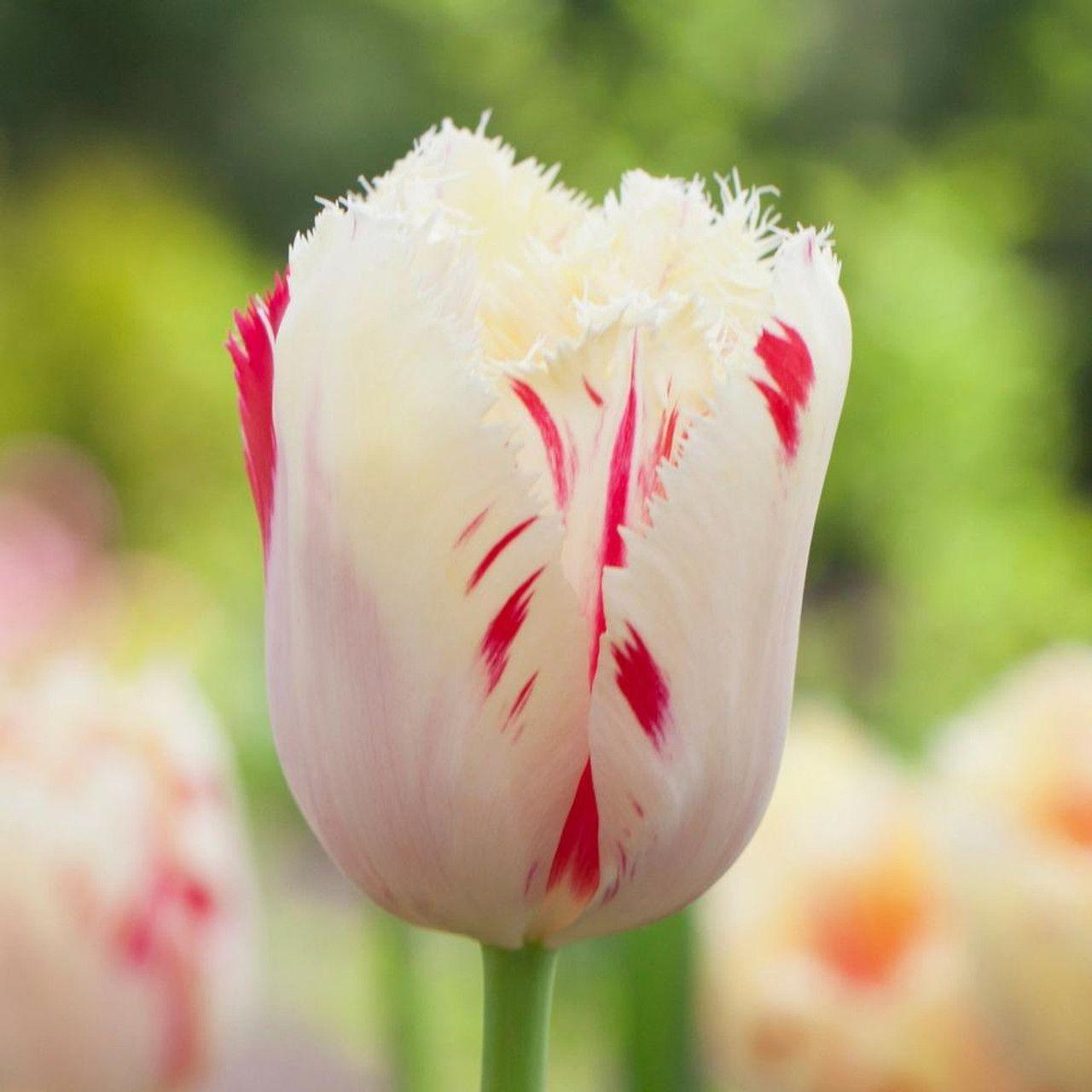Цветояр | Тюльпан бахромчатый Карусель 5 шт.