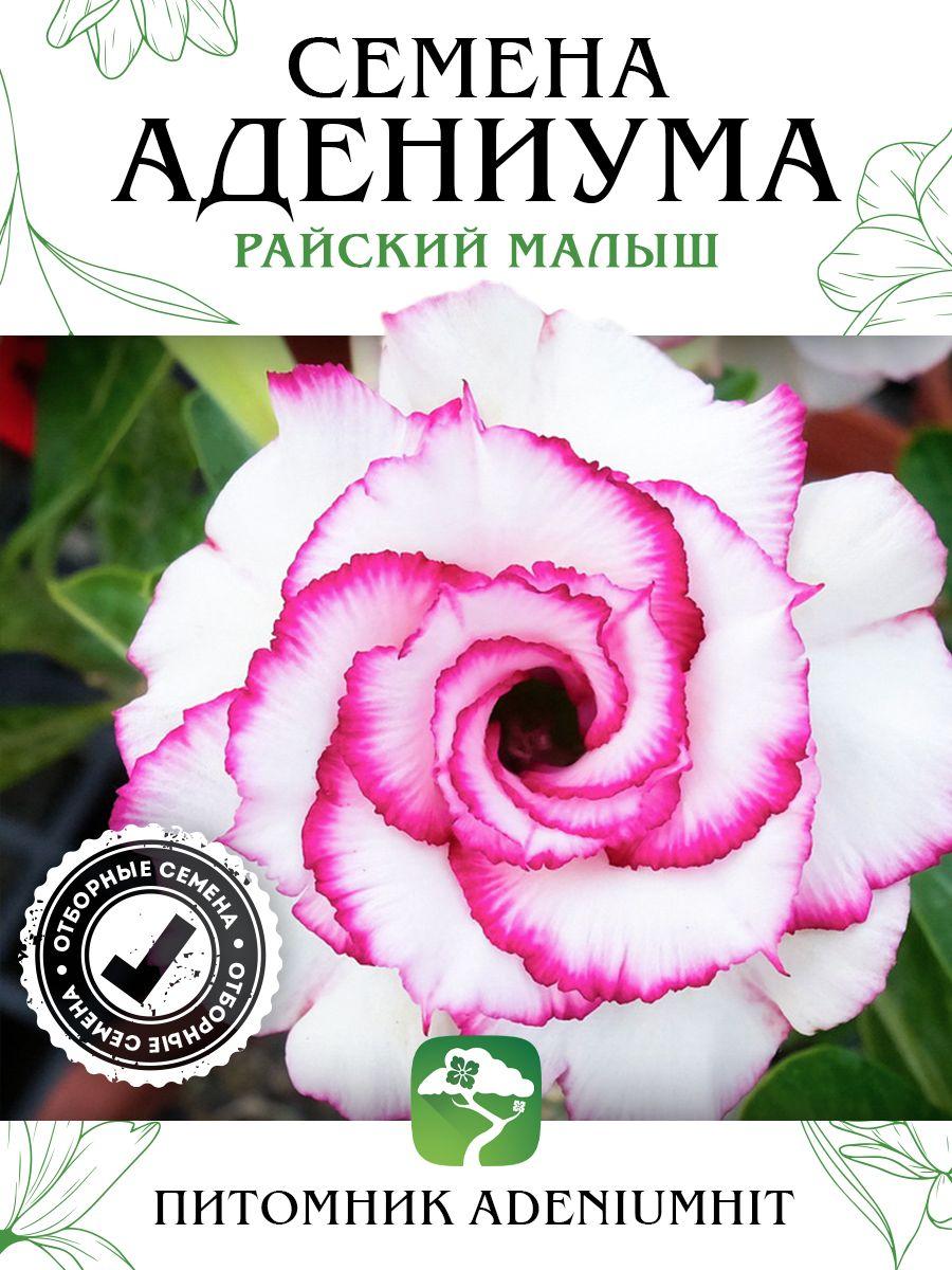 Семена Адениума Райский Малыш (4 шт) / набор семян цветущих комнатных суккулентов, семена цветов домашних растений для выращивания пустынных роз