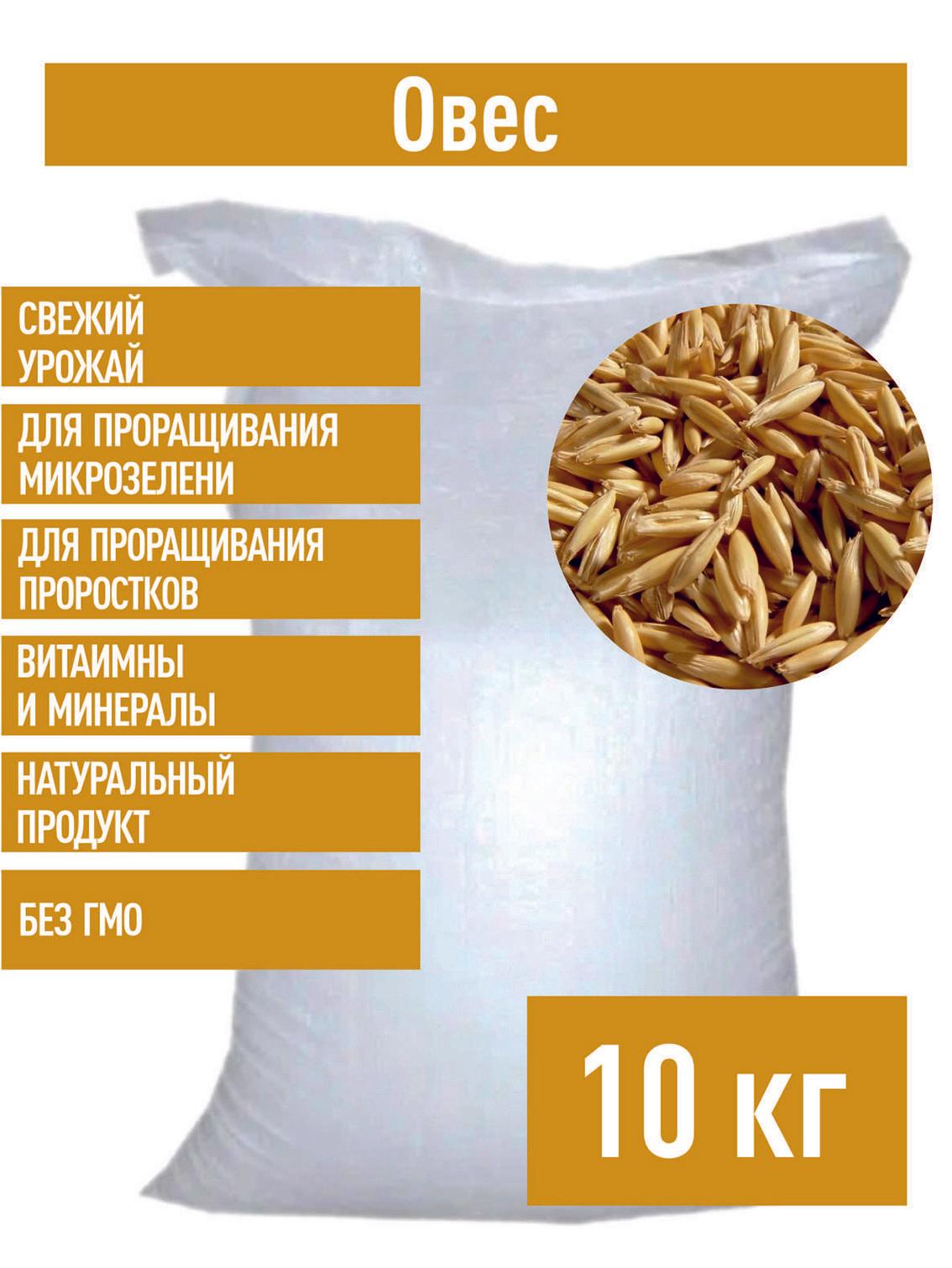 Склад Полезных Продуктов | Овес в оболочке для настоев 10 кг для запаривания заваривания микрозелени отваров неочищенный в шелухе