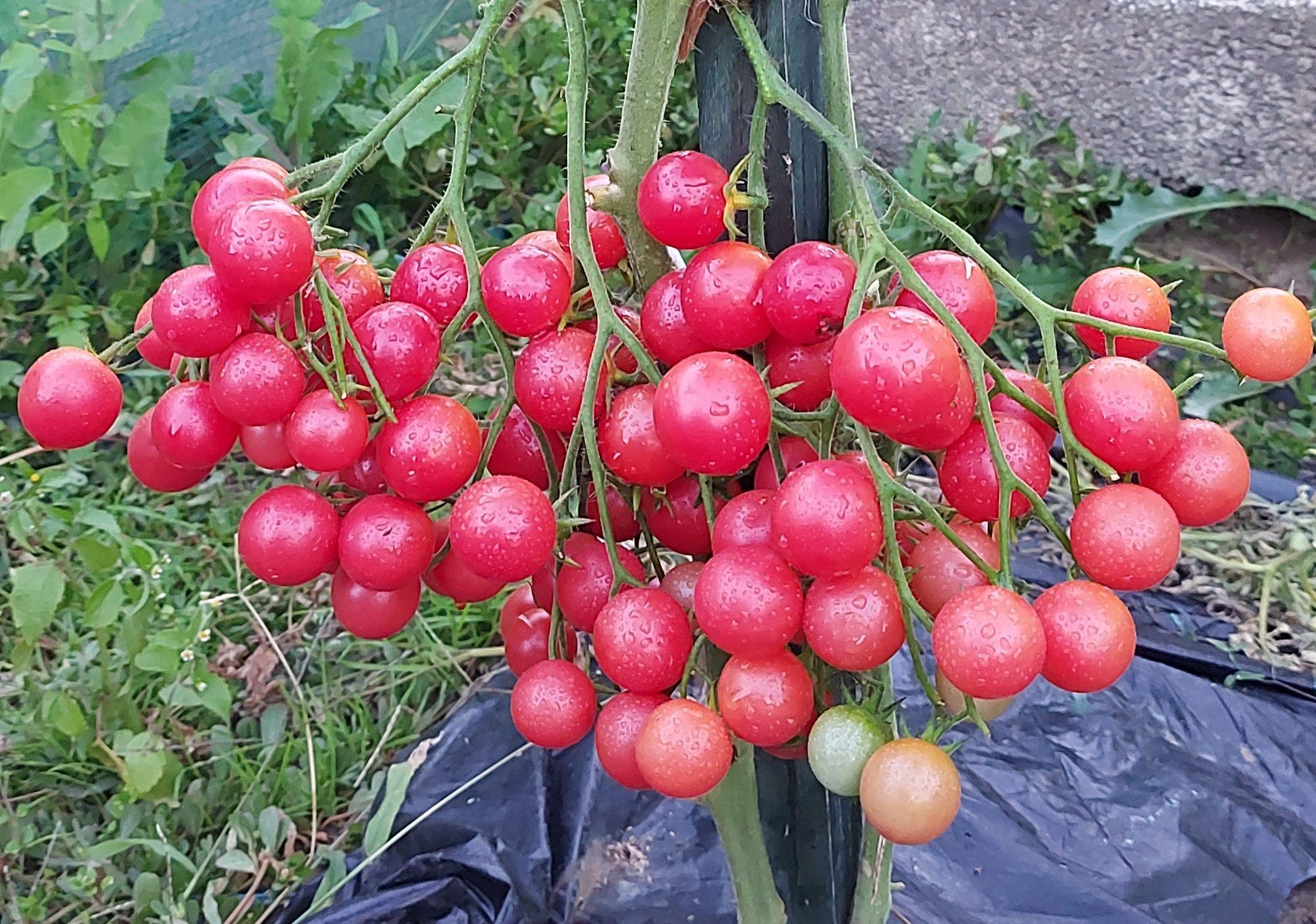 Семена Томата РОЗОВЫЙ КВАРЦ МУЛЬТИФЛОРА (Rose Quartz) / Seeds And Goods / в пакетике zip-lock без полиграфии 10 семян