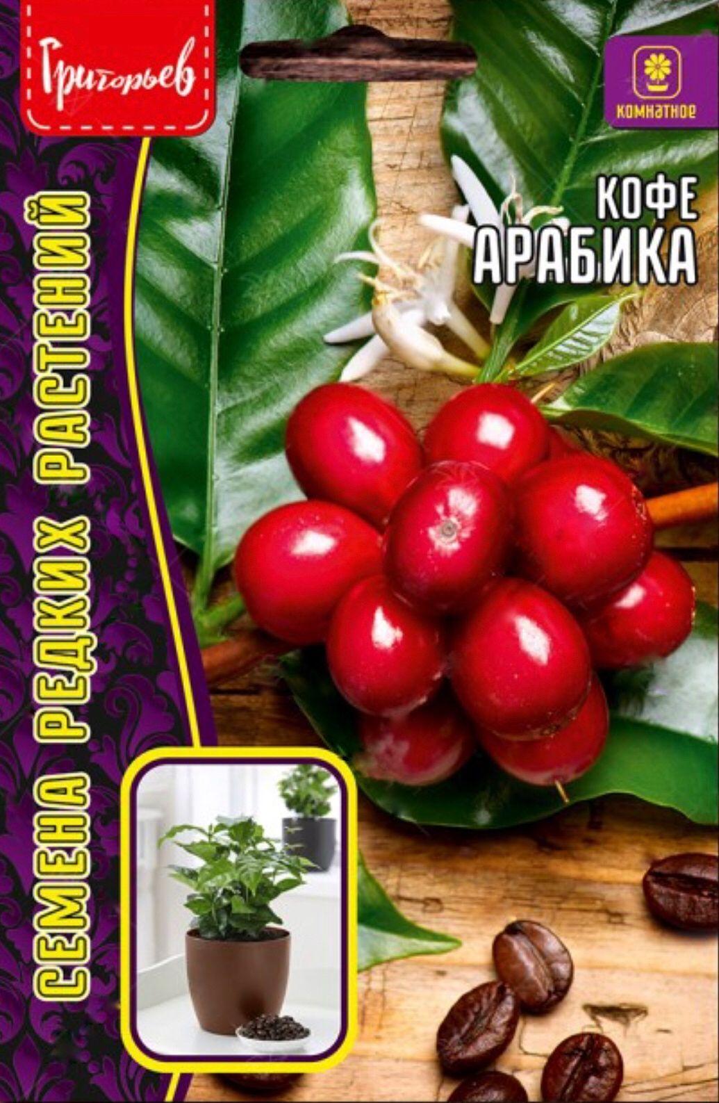 Кофе Арабика, 1 пакет, семена 5 шт, ЧК