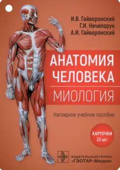 Гайворонский, Гайворонский, Ничипорук: Анатомия человека. Миология. Комплект карточек. Наглядное учебное пособие